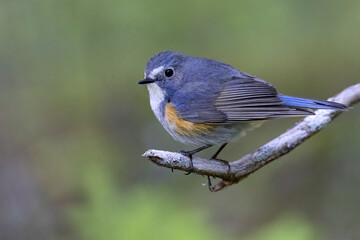 Red-flanked Bluetail
