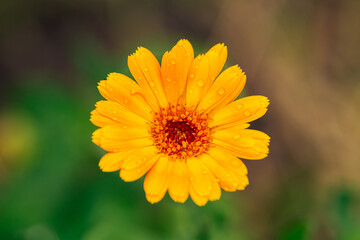 Close up view of an orange flower in the garden