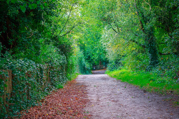 A walking trail in Hampstead Heath, London, England