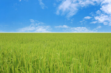 View of rice field in the daytime.