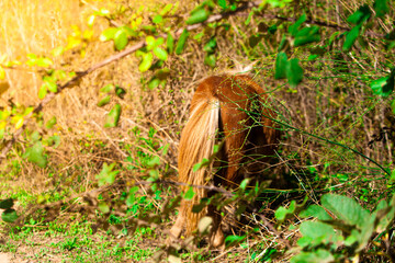 shetland pony in the forest, backview
