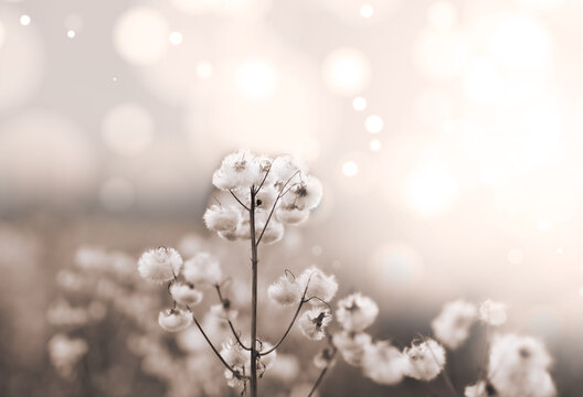 Naturalne tło w stylu boho, pastelowe kolory beżu, kremowego i r&oacute;żu. Tło bokeh, kwitnąca bawełna
