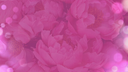 pink rose petals background