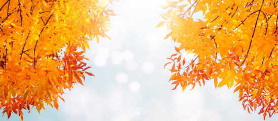 Autumn background with orange, yellow leaves, sky and sun lights, natural bokeh. Fall nature landscape with copy space, banner