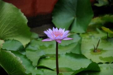 lotus flower