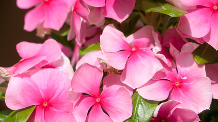 Florecillas rosas en jardín