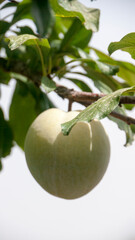 Ciruela verde en rama