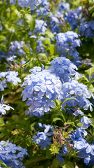 Macizo de flores moradas en arbusto verde