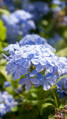 Macizo de flores moradas en arbusto verde