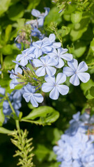 Macizo de flores moradas en arbusto verde