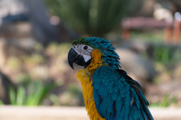 blue and yellow macaw