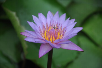 Obraz premium lotus flower