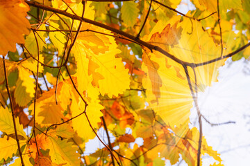 Oak with yellow autumn leaves with a ray of sun
