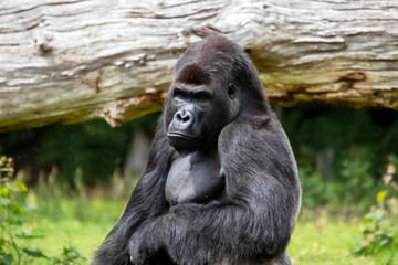 Gorille en gros plan	