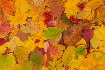 Multi-colored fallen autumn leaves as a background