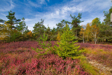 Heide in der Rhön
