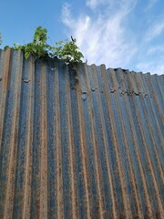 Ivy perched on an old galvanized fence