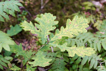 Green oak leaves, a young tree begins to grow in the forest