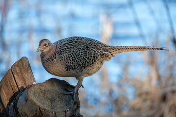 Female Pheasant standing on a tree stump