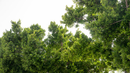 Copas de árboles con hojas verdes