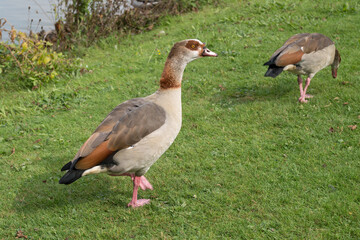 Obraz premium Egyptian Goose (alopochen aegyptiacus) by the lakeside