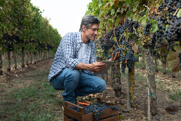Cinematic shot of happy successful farmer or winemaker checking with tablet ripe grape bunches on...