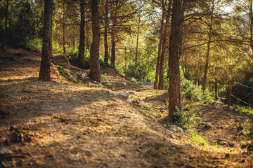 path in the woods