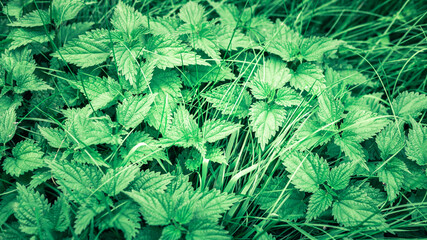 Urtica dioica, often known as common nettle, stinging nettle (although not all plants of this...