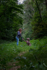 Fototapeta premium dog breed weimaraner playing with a young girl, giving the paw and sitting in front of the woman in the forest of the French Brittany of La forêt de Brocéliande