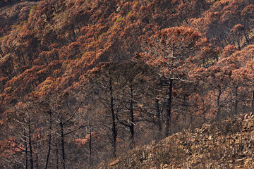 Fire in Jubrique, border with Sierra Bermeja in the Genal Valley, Malaga. Spain. September 2021
