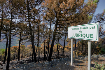 forest of logs burned in the fire in Jubrique, border with Sierra Bermeja in the Genal Valley,...