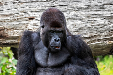 Gorille en gros plan	