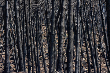 forest of logs burned in the fire in Jubrique, border with Sierra Bermeja in the Genal Valley, Málaga. Spain. September 2021