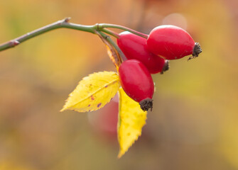 Ripe red rose hips on a plant