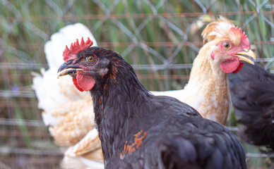 Portrait of a chicken on farm.