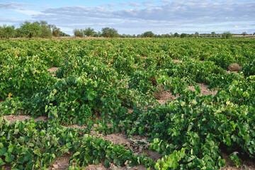 Fototapeta na wymiar Green vineyards in La Mancha