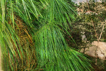 Narrow long green leaves of tropical plants with raindrops. Tropical rain. Digital watercolor painting.