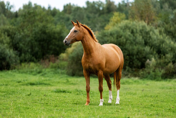 Naklejka na ściany i meble Don breed horse standing in the field. Russian golden horse.