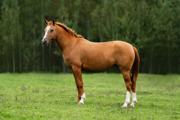 Naklejka na ściany i meble Don breed horse standing in the field. Russian golden horse.