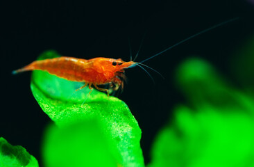 Big fire red or cherry dwarf shrimp with green background in fresh water aquarium tank.