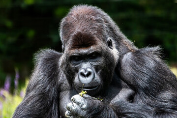 Gorille en gros plan	