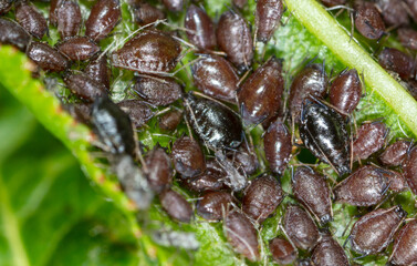 Aphids on a leaf of a tree.