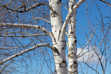 Bare branches on a birch against a blue sky.