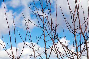 Bare branches on a tree against a blue sky.