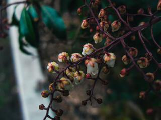 Flowers in the garden