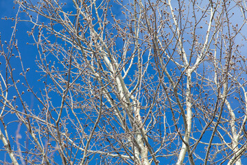 Bare branches on a tree against a blue sky.