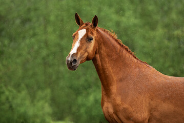 Naklejka na ściany i meble Portrait of Don breed horse in a rainy day. Russian golden horse.