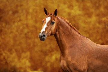 Fototapeta premium Portrait of Don breed horse in autumn. Russian golden horse.