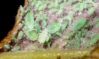 Close-up of aphids on a tree leaf.