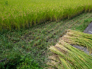 稲刈りのシーズン